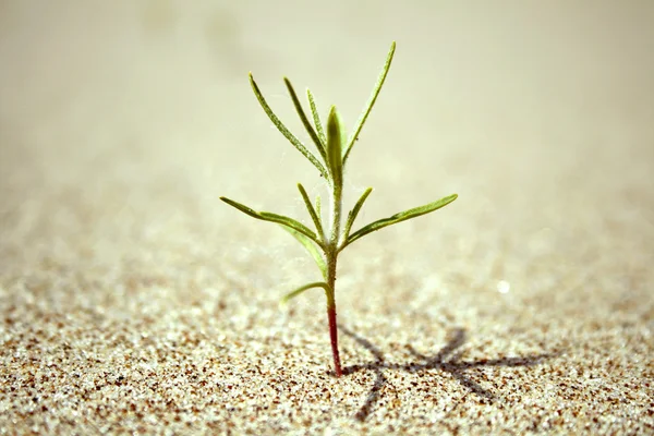 Bud sprout in the sand — Stock Photo, Image