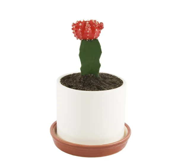 Cactus in flower-pot isolated over white — Stock Photo, Image