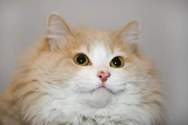 Gato siberiano de olhos amarelos — Fotografia de Stock
