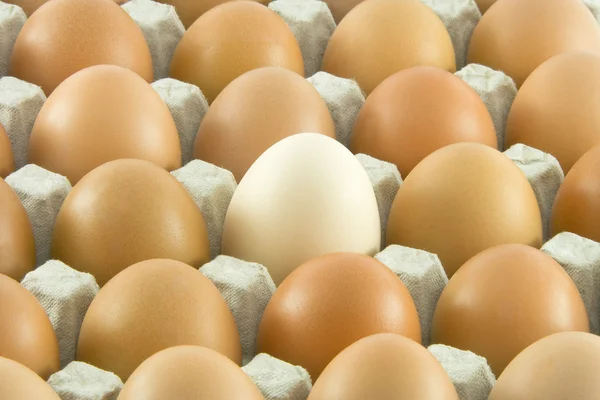 Many fresh rural eggs — Stock Photo, Image