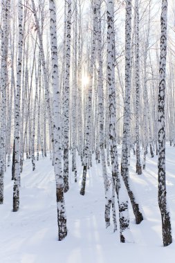 Winter forest clipart