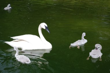 Kuğu ve bebek-swans