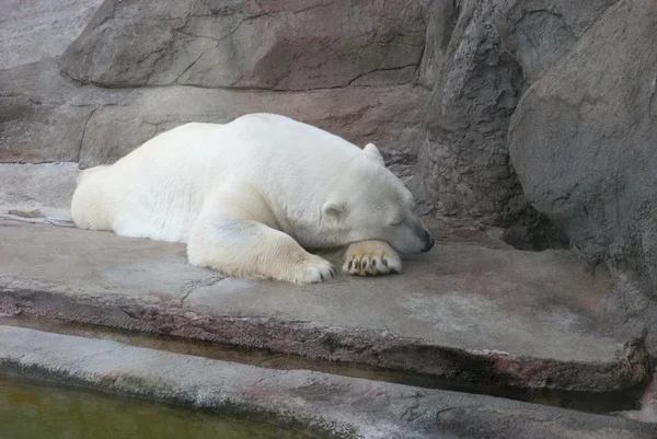 Blanco oso polar durmiendo — Foto de Stock