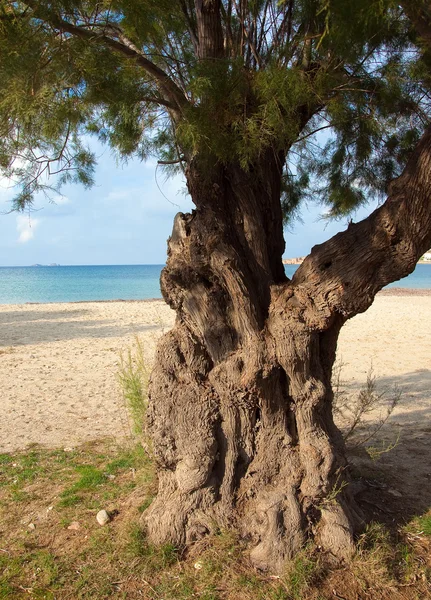 Самотнє старе дерево на березі моря — стокове фото
