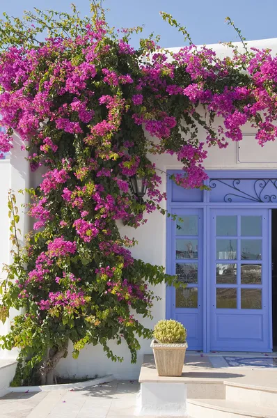 Blommande bougainvillea vid dörren — Stockfoto