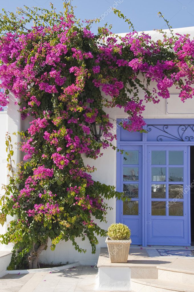 Flowering bougainvillea at the door — Stock Photo © Asteri #1371195
