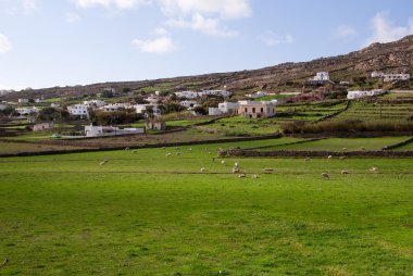 kırsal manzara otlayan koyunlar