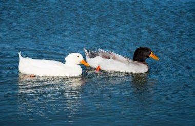 Two ducks floating on a blue lake clipart