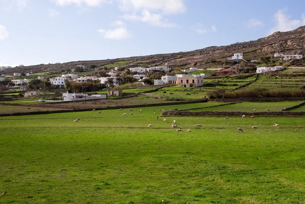 農村風景放牧羊 — ストック写真