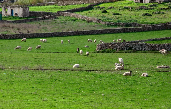 Bovinos domésticos no prado verde — Fotografia de Stock