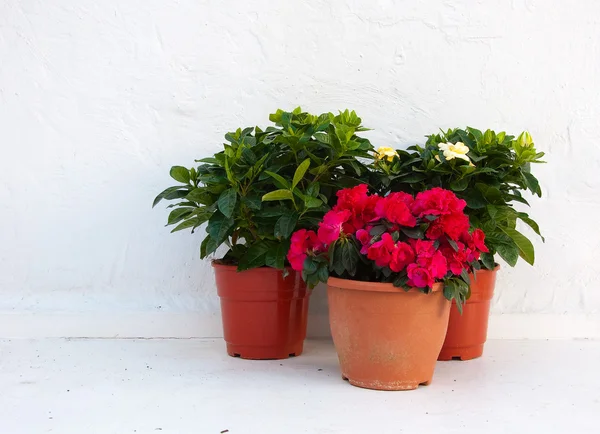 Three pots of flowers at a white wall — Stock Photo, Image