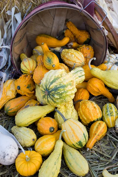 stock image Squashes and pumpkins