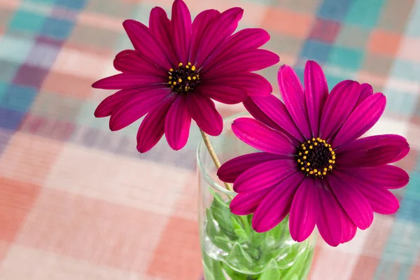 Purple daisy blomman — Stockfoto