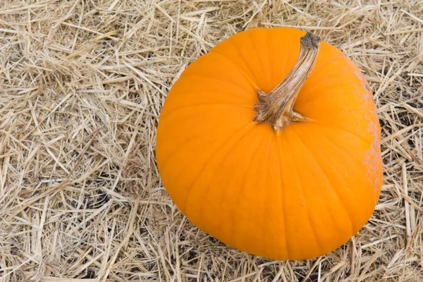 stock image Pumpkin