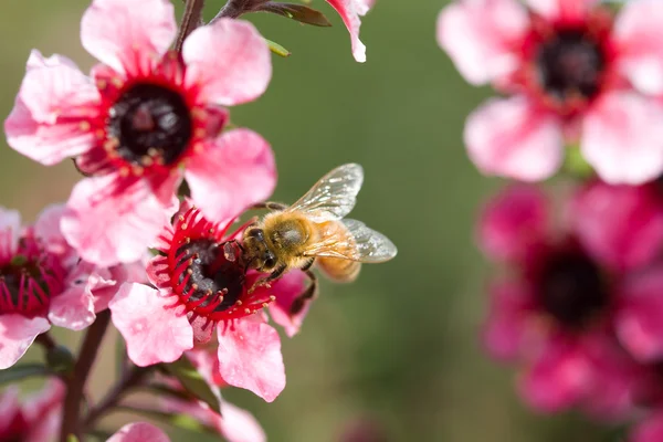 stock image Bumble bee with red flower