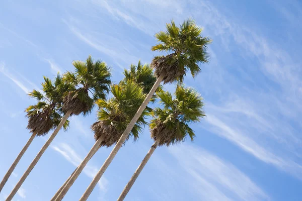 Stock image Palm trees