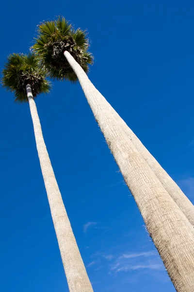 stock image Palm trees