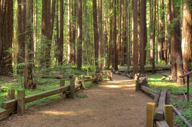 Armstrong Redwood Forest