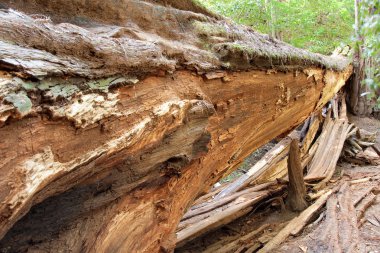 Fallen Redwood Tree clipart