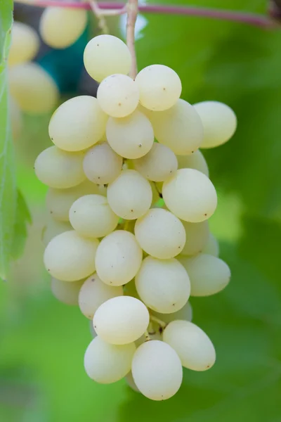 Uva de vinha — Fotografia de Stock