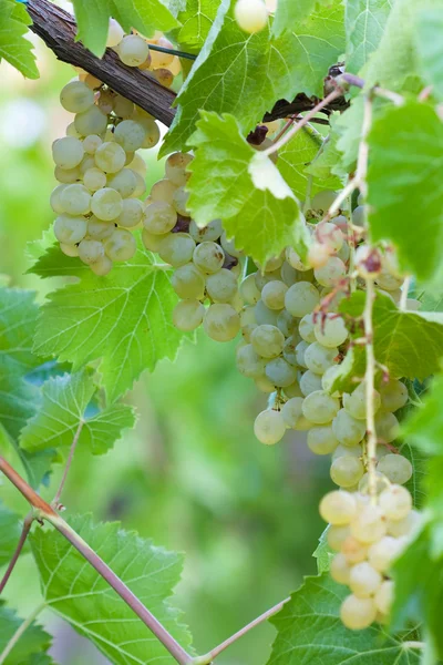 Wijngaard druif — Stockfoto