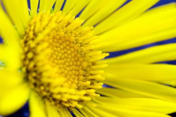 Frühling gelbe Blume — Stockfoto