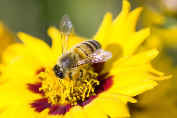 stock image Bee on a flower