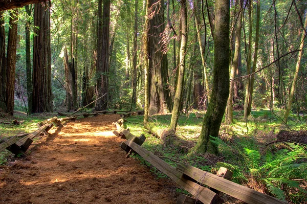 Armstrong sekwoja lasu — Zdjęcie stockowe