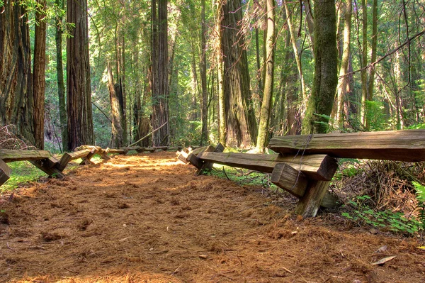 Bosque Armstrong Redwood —  Fotos de Stock