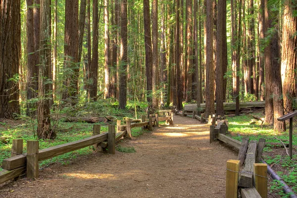 Floresta Armstrong Redwood — Fotografia de Stock