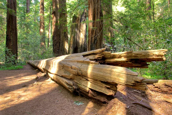 Árvore caída Redwood — Fotografia de Stock