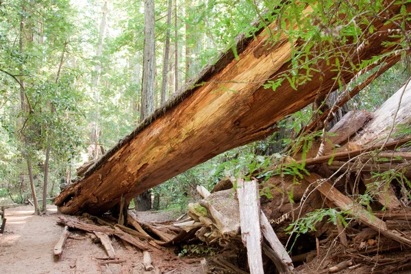 Albero di sequoia caduto — Foto Stock