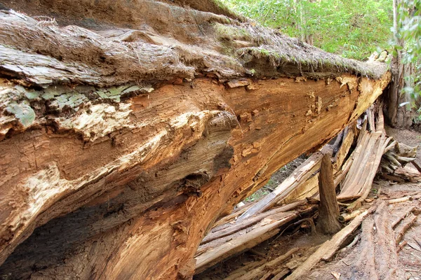 Kaatunut Redwood Tree — kuvapankkivalokuva