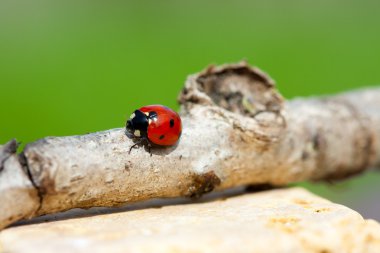 Ladybug çiftleşme