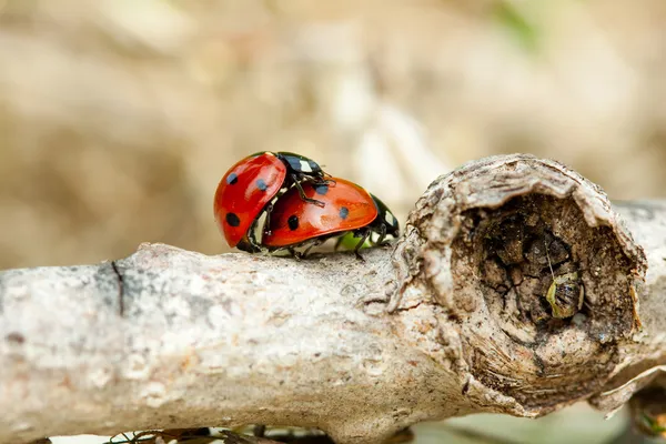 Ladybug páření — Stock fotografie