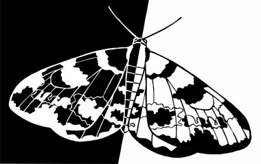 Moth clipart