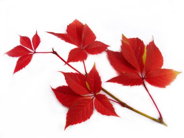 Beyaz arkaplanda kırmızı yapraklar