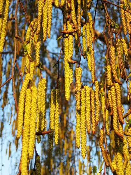 Huş ağacı çiçek