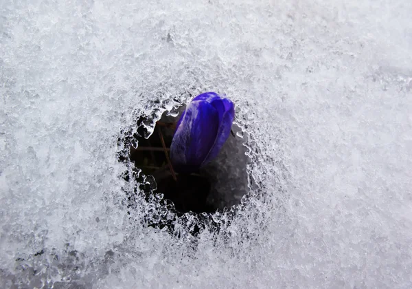 Crocus grows from the snow — Stock Photo, Image