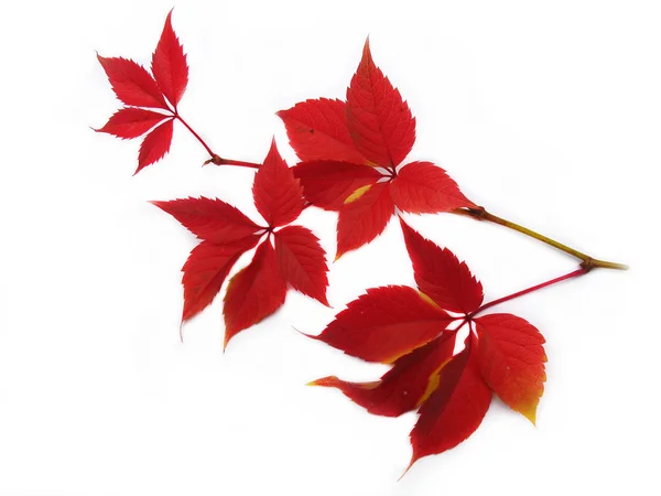 stock image Red leaves on a white background