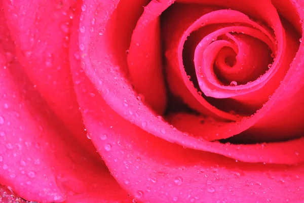Hermosa rosa — Foto de Stock