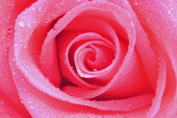 stock image Beautiful rose