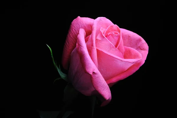 Pink rose on a black background
