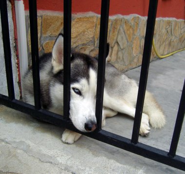 Genç husky.