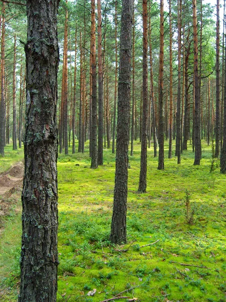 Pine forest. — Stock Photo, Image