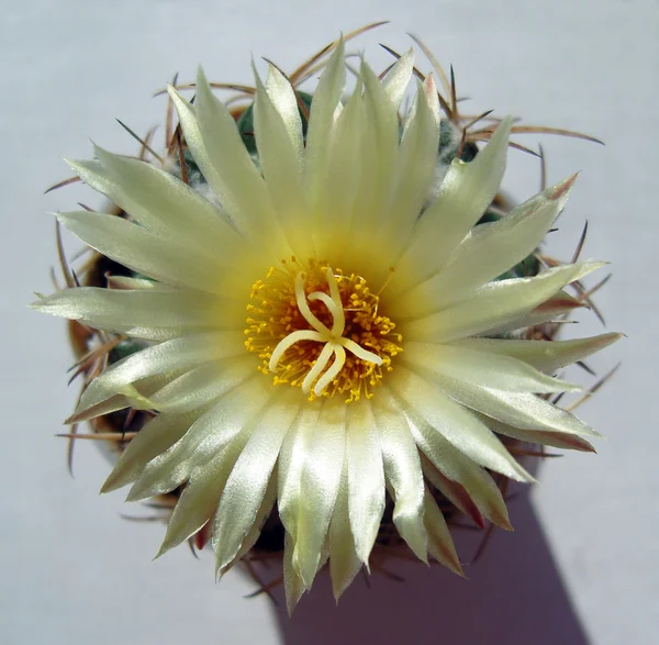 Kaktus kwiat z nacred blask. — Zdjęcie stockowe