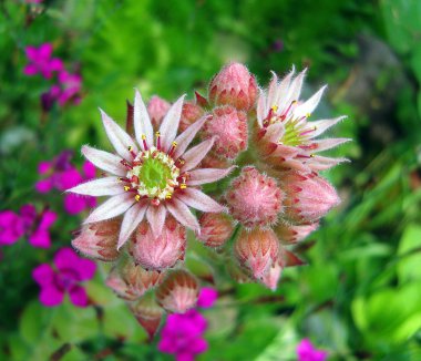 Flower of houseleek (sempervivum). clipart