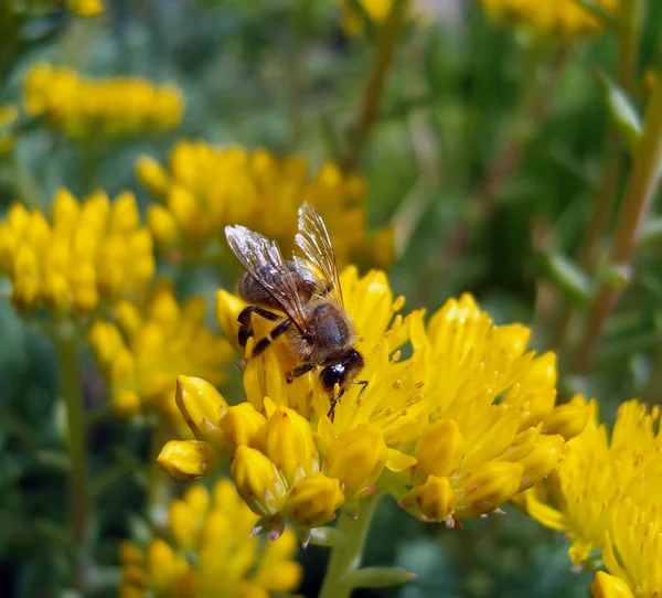 Bee on yellow flowers. — Stock Photo, Image