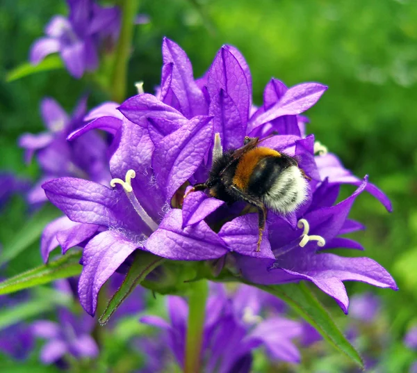Bumblebee on bluebell. — Stock Photo, Image