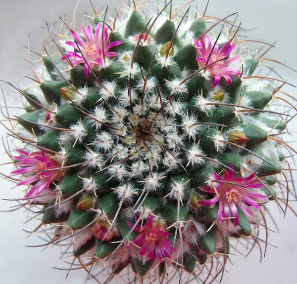 Cactus con flores rosas . —  Fotos de Stock